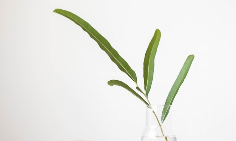 Integer gravida lacus velit, id accumsan est semper in.