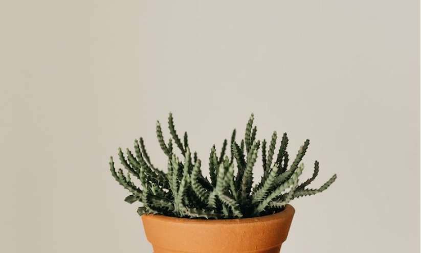 Image of a pot wiht a green cactus