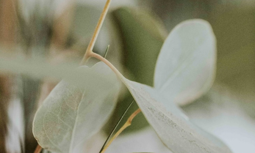 Thumbnail image for Integer gravida lacus velit, id accumsan est semper in.